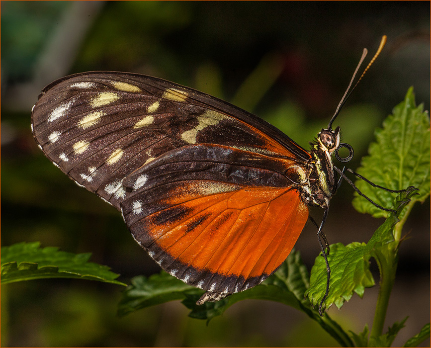 Closeup - Neal Thompson